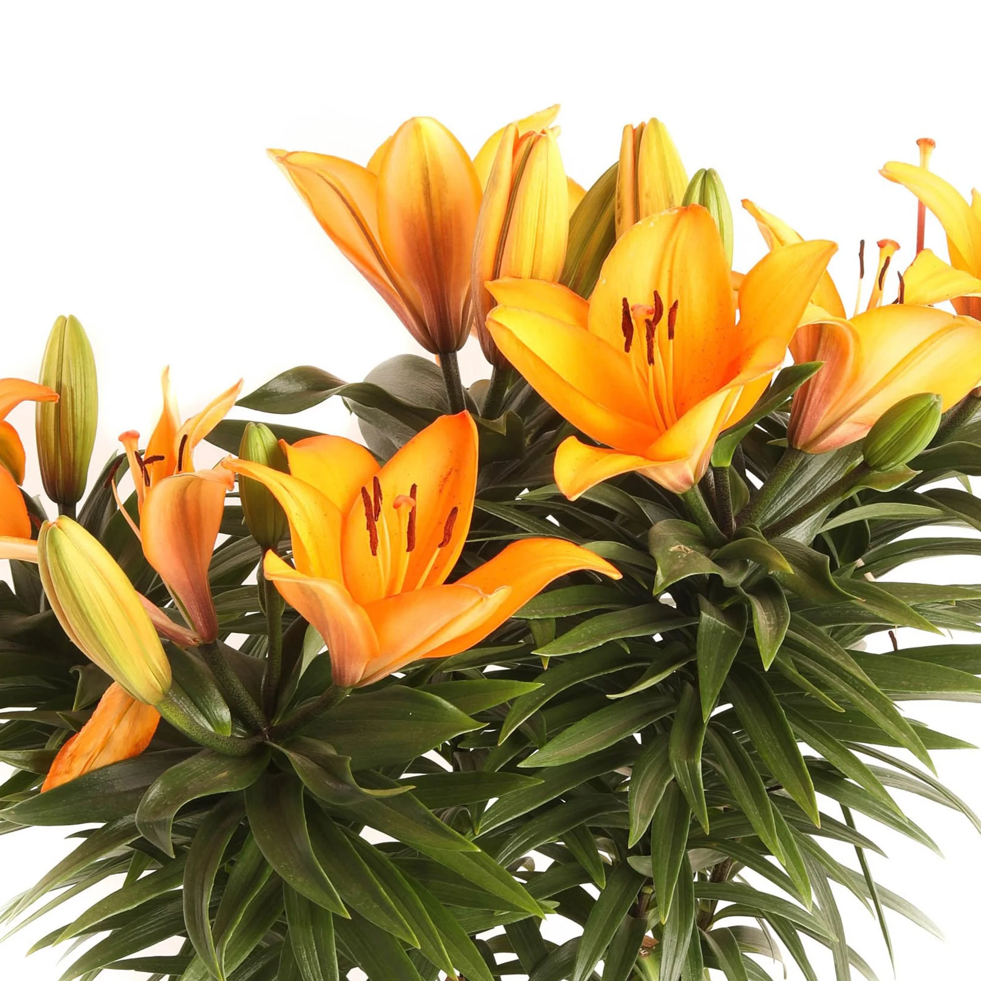 Asiatic Lily — Kawahara Nurseries